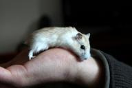 hamster-animal-hand-245225.jpg