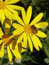 drone-bee-yellow-daisy-flower-1073333.jpg