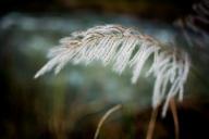 grass-white-breeze-field-spring-520910.jpg