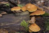 forest-mushrooms-moss-nature-toxic-1035787.jpg