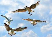 seagull-birds-flight-sky-wings-754470.jpg