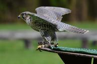 falcon-wildpark-poing-raptor-1316383.jpg