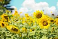 sunflowers-field-yellow-summer-905069.jpg