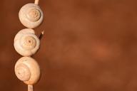 snail-shells-white-nature-close-1644537.jpg