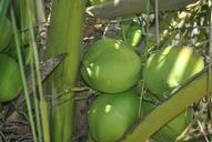 green-coconut-coco-coconut-tree-477021.jpg