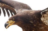 adler-raptor-flies-bill-eyes-bird-794323.jpg