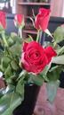 red-rose-red-rose-flower-653402.jpg