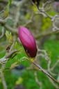 magnolia-magnolia-blossom-blossom-324211.jpg