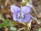 violet-flora-flower-spring-667789.jpg