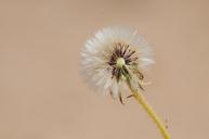 flower-desert-dry-drought-natural-840122.jpg