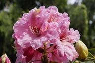 rhododendron-pink-flowers-bloom-785384.jpg