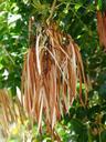 seeds-oblong-seed-pods-legumes-384268.jpg