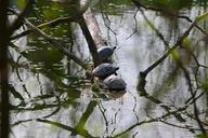 pond-turtles-sun-socializing-rest-724489.jpg