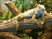 iguana-zoo-reptile-jungle-dragon-165172.jpg