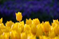 yellow-rose-garden-garden-plant-1649760.jpg