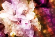 bokeh-background-texture-wallpaper-1546099.jpg