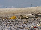 seal-bull-grey-wildlife-mammal-884113.jpg