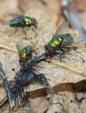 bird-feathers-fly-golden-green-87394.jpg