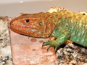 alligator-lizard-reptile-lizard-242631.jpg