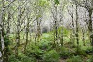 birch-forest-birch-forest-trees-911565.jpg