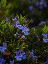 rosemary-flowers-blue-violet-1090421.jpg