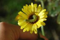 caterpillar-caterpillar-on-flower-194725.jpg