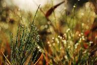 grass-morning-dew-trickle-abstract-507566.jpg