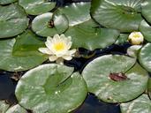 lily-leaf-lake-green-white-508133.jpg