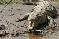 crocodile-nile-ethiopia-lake-chamo-945308.jpg