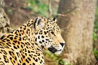 leopard-big-cat-cat-dangerous-1364154.jpg