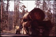 WITHIN_A_MILE_OF_MAGNIFICENT_REDWOODS_ARE_SITES_OF_SOME_OF_THE_WORST_LOGGING_AND_CLEAR_CUTTING_-_NARA_-_542855.tif