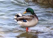 mallard-duck-drake-plumage-lake-459583.jpg