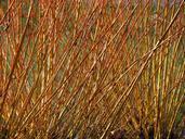 pasture-tree-plant-pollarded-willow-80258.jpg