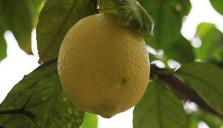 lemon-citrus-fruit-lemon-tree-food-1540219.jpg