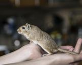 gerbil-rodent-hands-animal-pet-716586.jpg