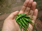 chili-peppers-green-1222262.jpg