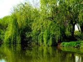 willow-lake-water-reflection-740606.jpg