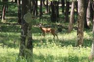 deer-forest-trees-wild-young-87579.jpg