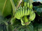 banana-bunch-fruit-juicy-food-288216.jpg