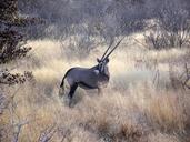 Oryxetosha.JPG