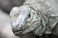 reptile-face-animal-tropical-1283783.jpg