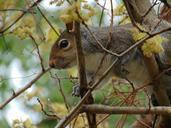 squirrel-animal-forest-branch-tree-346018.jpg