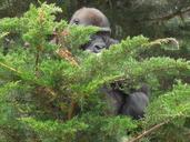 gorilla-animal-primate-ape-224076.jpg