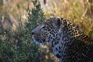 leopard-profile-karoo-mammal-1313690.jpg