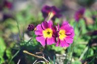 primrose-kissenprimel-flower-plant-749699.jpg