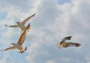 seagull-birds-flight-sky-wings-754475.jpg