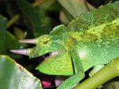 chameleon-horns-green-hawaii-582841.jpg