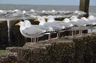 seagulls-sea-zealand-1398545.jpg