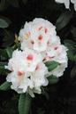 rhododendron-shrub-evergreen-bush-358778.jpg