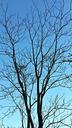 tree-branches-winter-sky-blue-637424.jpg